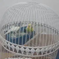 ی جفت مرغ عشق|پرنده|زاهدان, |دیوار