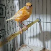 ۴تا قناری جوان طلایی و قرمز|پرنده|اردبیل, |دیوار