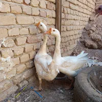 غوغاز|حیوانات مزرعه|آران و بیدگل, |دیوار