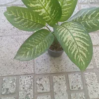 دیفن باخیا   ۱۴۰هزار