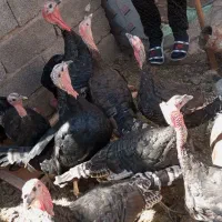 بوقلمون