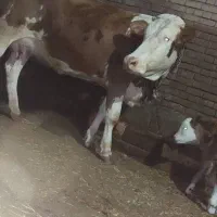 گاو شیری سیمینتال با گوساله قرمز