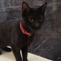 گربه پیدا شده