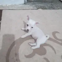 سگ شیواوانر|سگ|دزفول, |دیوار