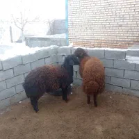 ۲راس بره نر چاق قصابی