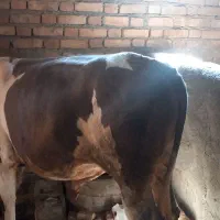 گوساله سیمنتال|حیوانات مزرعه|دهگلان, |دیوار