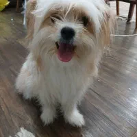 سگ شیتزو|سگ|شاهینشهر, خانه کارگر|دیوار