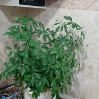 گل های طبیعی زیبا|گل و گیاه طبیعی|بانه, |دیوار