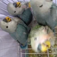 طوطی کوتوله|پرنده|سمنان, |دیوار