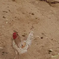 دو عدد خروس گلین