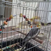 عروس هلندی|پرنده|بروجرد, |دیوار