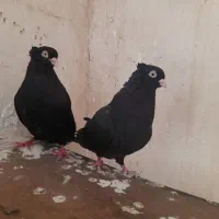 زاغ|پرنده|ایذه, |دیوار
