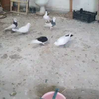 ۴عدد کبوتر|پرنده|قزوین, |دیوار