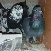 ۸عدد کبوتر پروازی خوش خال|پرنده|لنگرود, |دیوار