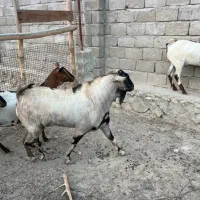 اصل بز|حیوانات مزرعه|قشم, |دیوار