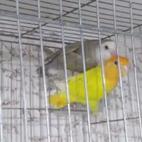 کبوتر زینتی|پرنده|صدرا-فارس, فاز ۱|دیوار