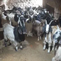 چپش ماده چاق
