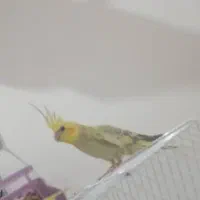 عروس هلندی ماده دربندرماهشهر