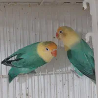 جفت‌های گرینچیک و کوتوله و عروس|پرنده|مشهد, شهرک امام هادی (شهرک غرب)|دیوار