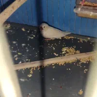 پرنده طوطی برزیلی و فنچ|پرنده|زرندیه, |دیوار