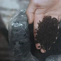 چای ممتاز بهار 1404