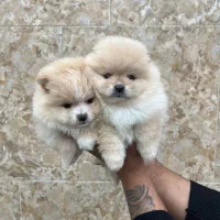 پامرانین خرسی سایز صفر اصیل