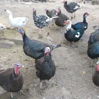 بوقلمون،غاز و اردک اسراییلی