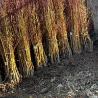 گردوتخصصماس|خدمات باغبانی و درختکاری|تهران, دکتر هوشیار|دیوار