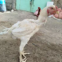 خروس لاری|حیوانات مزرعه|مشهد, مهدی آباد|دیوار