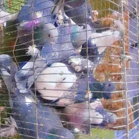 کفتر|پرنده|دهدشت, |دیوار