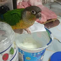 گمشده