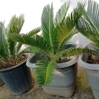 سیکاس|گل و گیاه طبیعی|رامسر, |دیوار