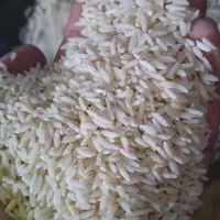 برنج طارم هاشمی دورود