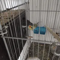 عروس هلندی و برزیلی|پرنده|صفادشت, |دیوار