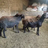 گوسفند کاور شیره داره