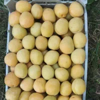 زردآلو عسگر آباد درجه یک از باغ