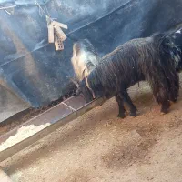 بز و میش|حیوانات مزرعه|گتوند, |دیوار