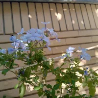 گل وگیاه یاس آبی ،زرد وسفیدخوشبو|گل و گیاه طبیعی|شیراز, شهرک والفجر|دیوار