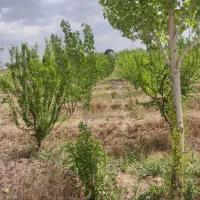 زمین باغ|فروش زمین و ملک کلنگی|رباط‌کریم, کاظم‌آباد|دیوار