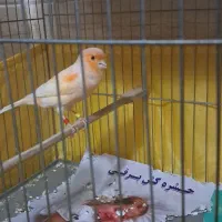 قناری موزایکی