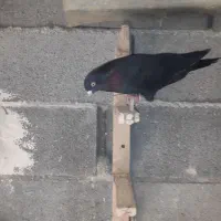 سیاه آبادانی چش چنگ سفید