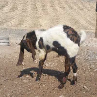 کهره چبش بز تکاوری|حیوانات مزرعه|شیراز, اصلاح‌نژاد|دیوار
