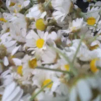 گل بابونه