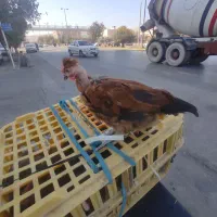 مرغ خروس محلی