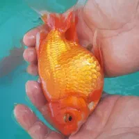 ماهی گلدفیش مولد درشت زیبا و کوی|ماهی|اصفهان, همدانیان|دیوار
