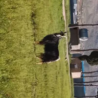 یک رائس بره نر بزری و یک رائس چپش بزری