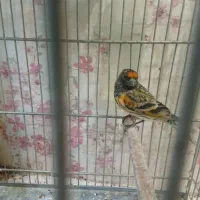 گلبسر نر معاوضه