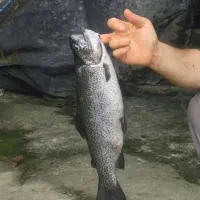 ماهی قزل‌آلا