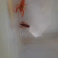 لابستر|ماهی|مشهد, امیریه|دیوار