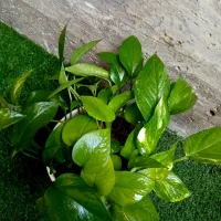 گلدان پتوس ، سایز بزرگ
